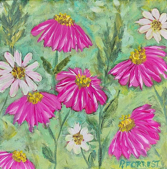 Echinaceas – SOLD